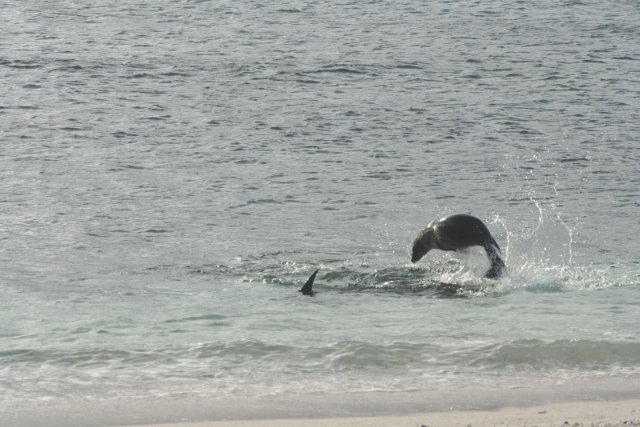 Sea lion jumping 5.jpg