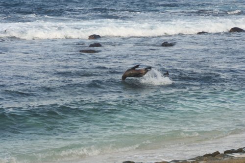 Sea lion jumping.jpg