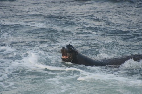 Sea lion male.jpg