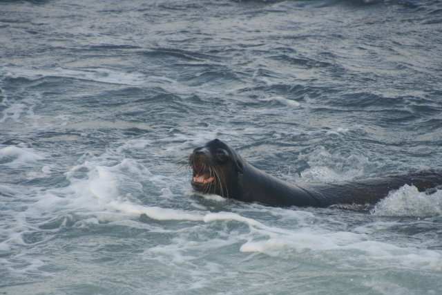 Sea lion male.jpg