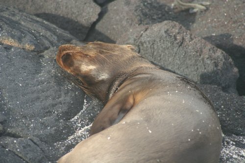 Sea lion sleeping 2.jpg
