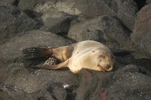 Sea lion sleeping.jpg