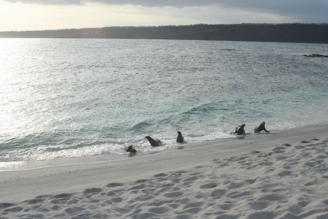 Sea lions back from the ocean.jpg