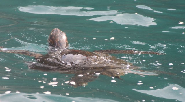 Sea turtle.jpg