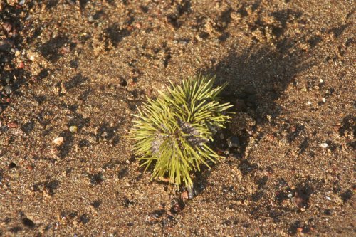 Sea urchin.jpg