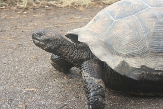 Tortoise 1.jpg