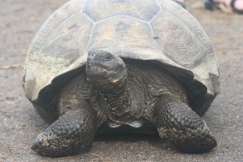 Tortoise 3.jpg