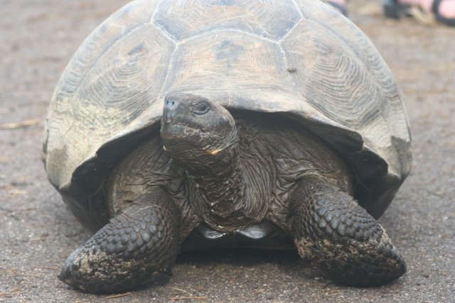 Tortoise 3.jpg