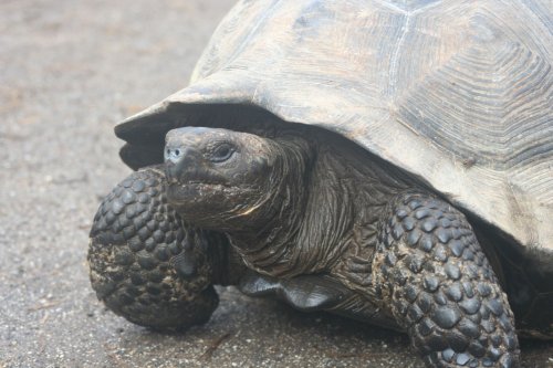 Tortoise 4.jpg