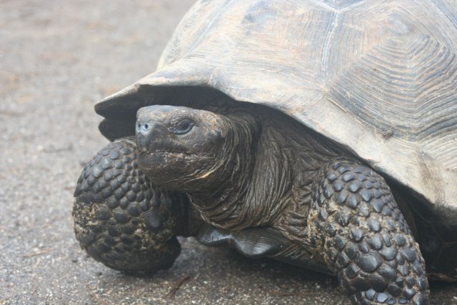 Tortoise 4.jpg
