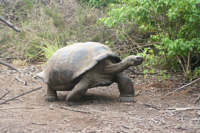 Tortoise 5.jpg
