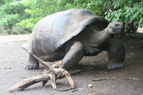 Tortoise 8.jpg