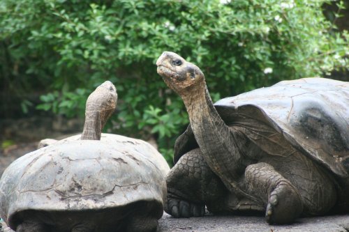 Tortoise evil eye.jpg