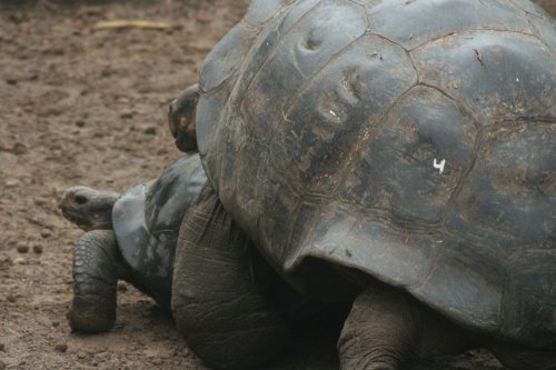 Tortoise mating.jpg