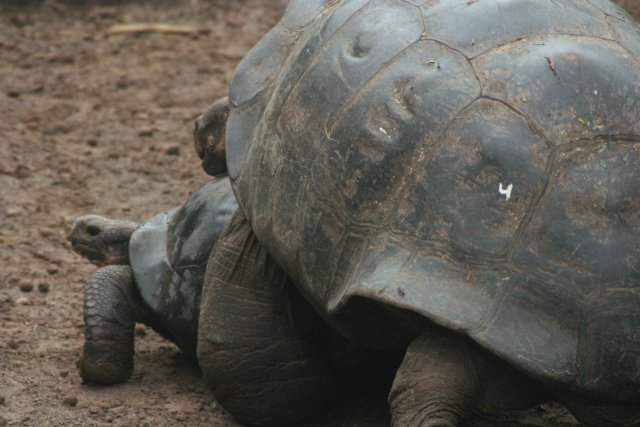 Tortoise mating.jpg