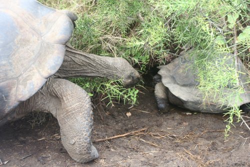 Tortoise social interaction.jpg