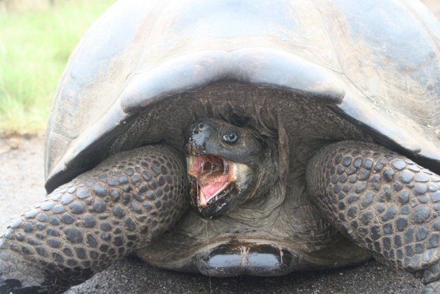 Tortoise threat.jpg