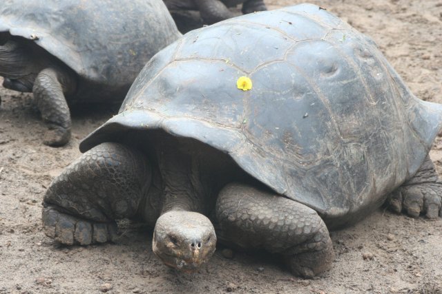 Tortoise with flower.jpg