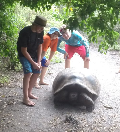 Tortise in the road