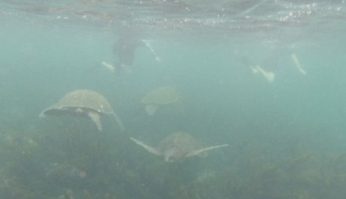 Lots of turtles