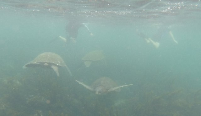 Lots of turtles