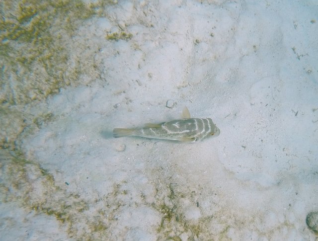 Puffer