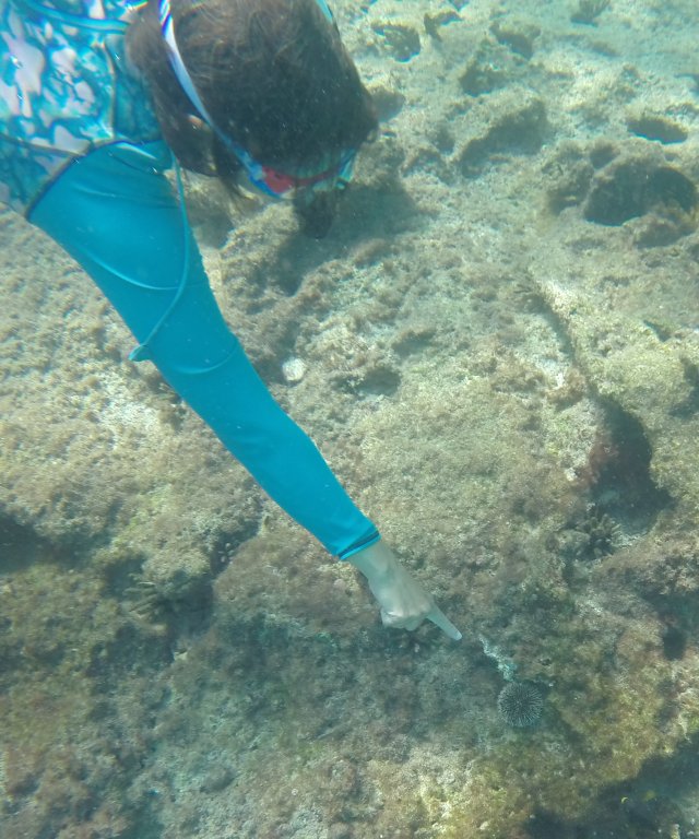 pointing out the urchin