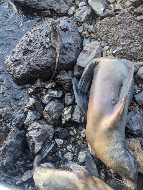 First sea lion and iguana