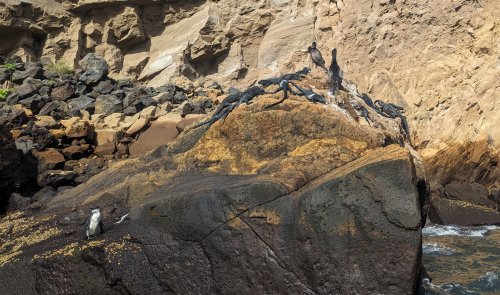 Cormorants, iguanas, and penguin, seen from the panga