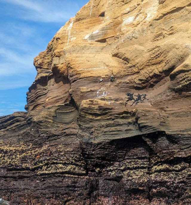 Iguanas on the wall