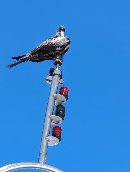Pelican on the mast