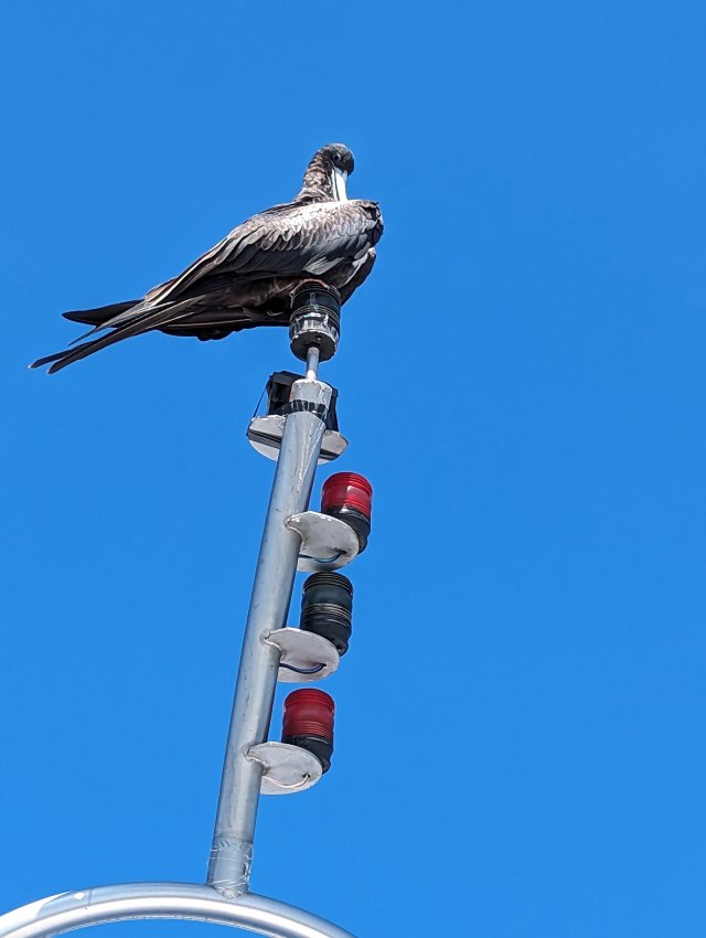 Pelican on the mast