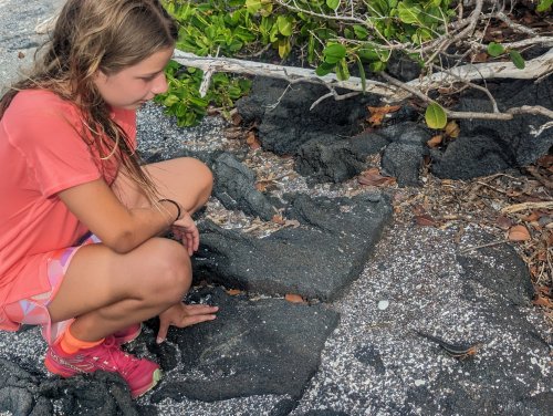 Bonding with the lava lizard