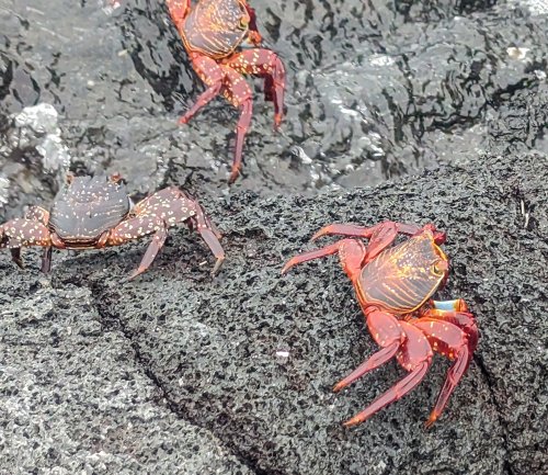 Sallly Lightfoot crabs