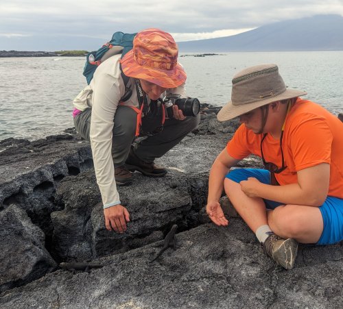 Baby marine iguanas