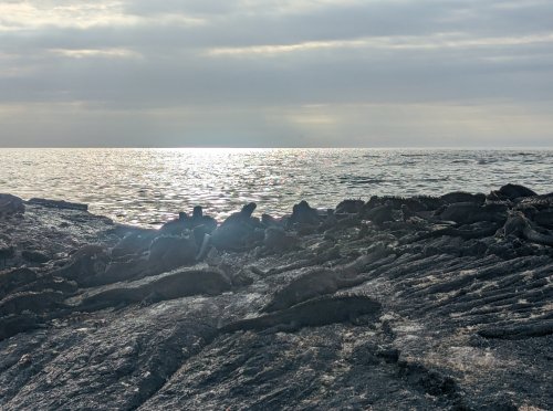 Sunset with iguanas