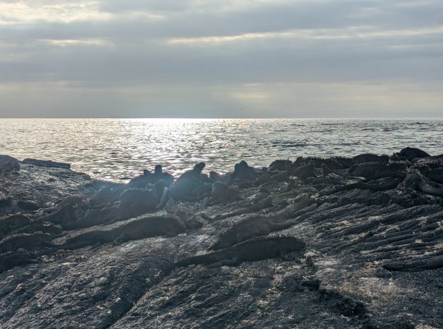 Sunset with iguanas