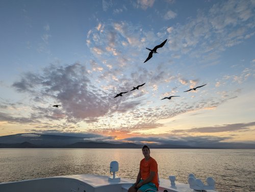 Frigate birds at sunset