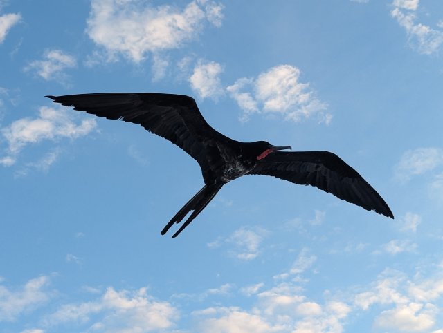 Frigate bird