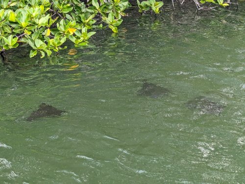 Rays in the cove