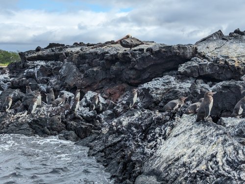 Penguins warming themselves