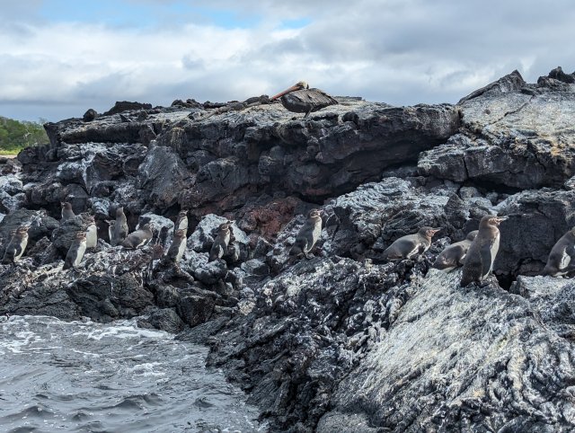 Penguins warming themselves