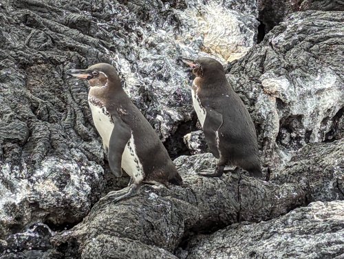 More penguins