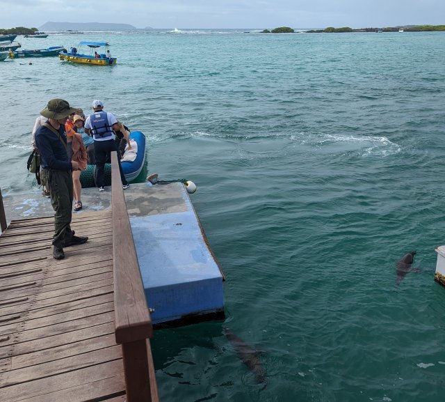 Panga to Isabella island, more sea lions