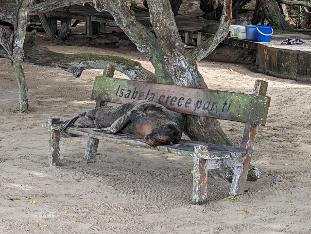 Sea lion on the bench