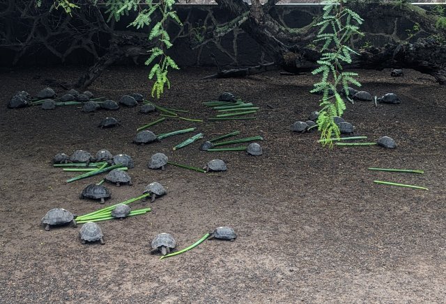 Tortise breeding center, small