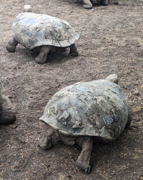 Rescue tortises with volcano damage