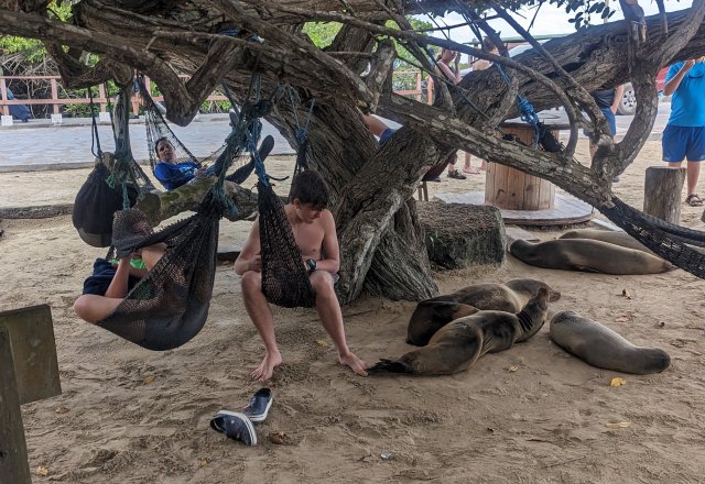 Hammocks and sea lions