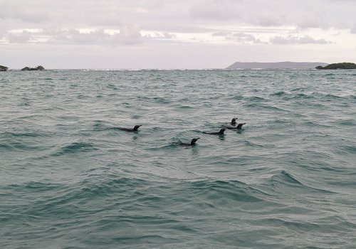 Penguins on the prowl