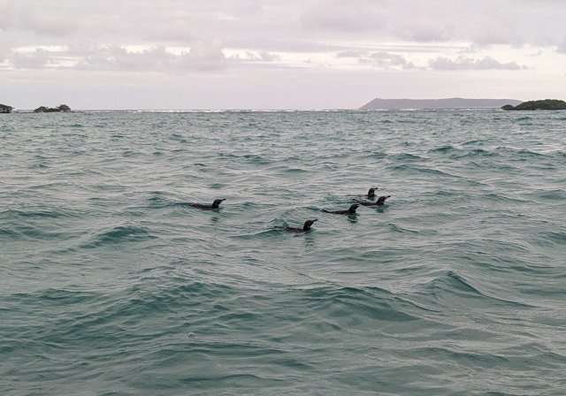 Penguins on the prowl